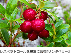 サンタベリー