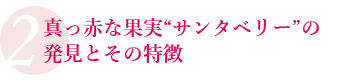 真っ赤な果実“サンタベリー”の発見とその特徴