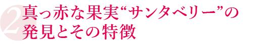 真っ赤な果実“サンタベリー”の発見とその特徴
